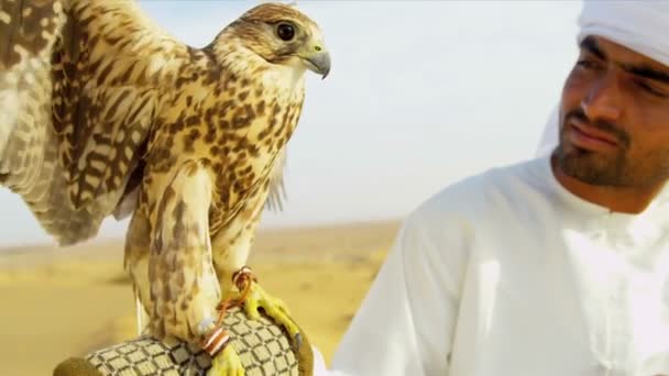 Arab muž s vyškolenými falcon — Stock video