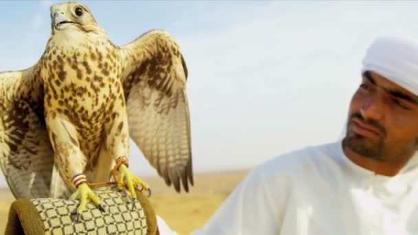 Arab man with trained falcon — Stock Video