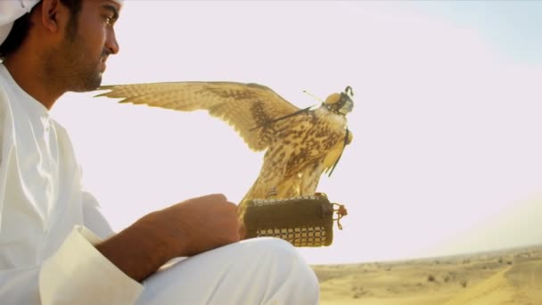 Arab man with trained falcon — Stock Video