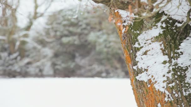 若い女性がふざけて雪を投げる — ストック動画