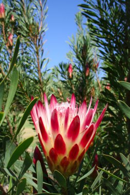 Red Protea Flower at Kirstenbosch Cape Town clipart