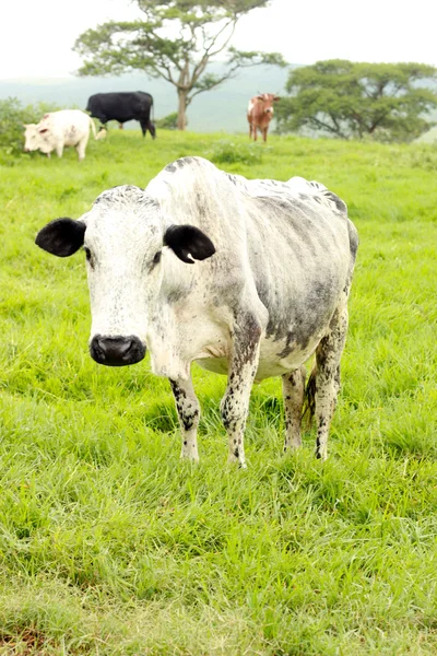 Alte Nguni-Kuh auf dem Feld — Stockfoto