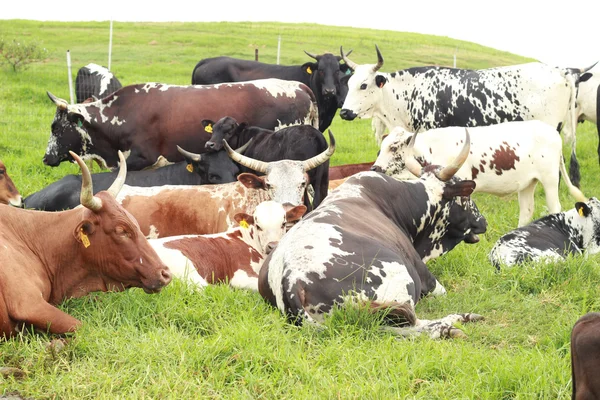 Gran manada de vacas Nguni — Foto de Stock