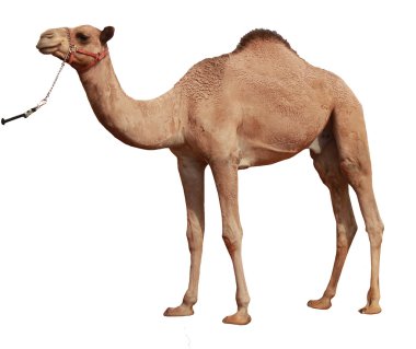 Camel on white background clipart