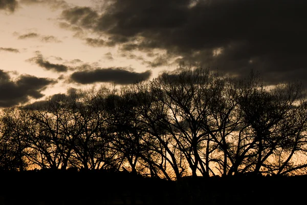 Árboles en la noche con la puesta de sol detrás de ella Fotos de stock libres de derechos