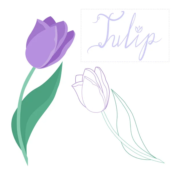 Twee Tulpen Met Hand Getekend Een Vlakke Stijl Met Lijnen — Stockvector