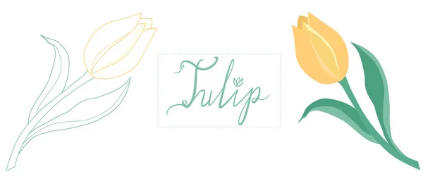 Vector illustratie van een tulp met een inscriptie. Tulp illustratie in platte stijl en lijn kunst. Leuke bloemen voor banner en ansichtkaart ontwerp — Stockvector