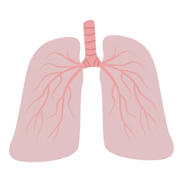 Pulmones humanos ilustración plana simple. Pulmones humanos sanos. Clínica pulmonar — Archivo Imágenes Vectoriales