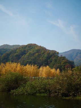 Kore 'de ginkgo ağaçları, orman ve göl sonbahar manzarası
