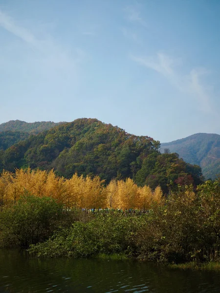 韓国の銀杏 湖の秋の風景 — ストック写真