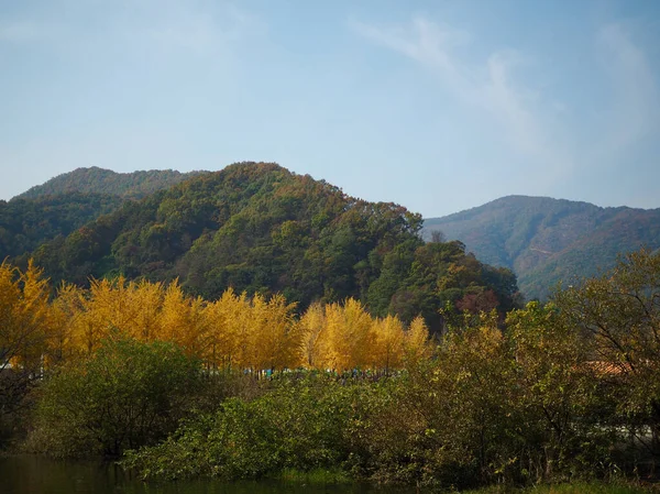 Herfst Ginkgo Boom Landschap Korea — Stockfoto