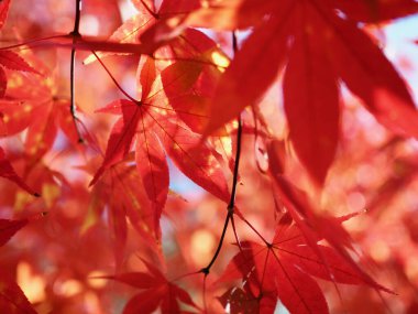 Sonbahar akçaağaç yaprağı manzarası