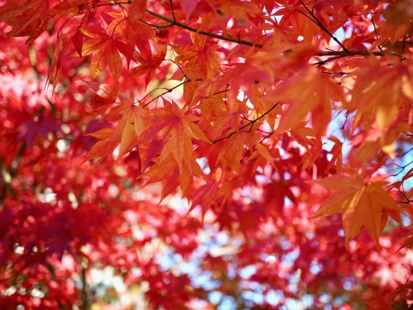 Autunno Acero Foglia Paesaggio Sfondo — Foto Stock