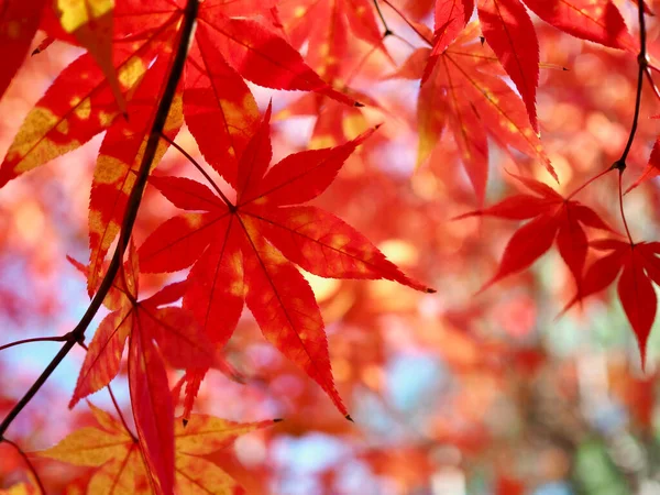 秋天枫叶景观背景 — 图库照片