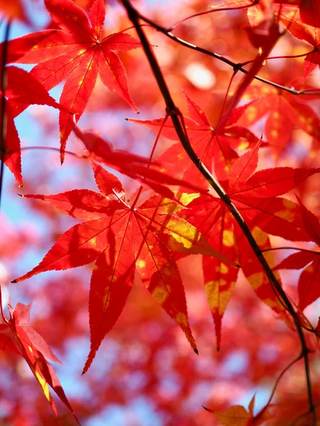 Autunno Acero Foglia Paesaggio Sfondo — Foto Stock