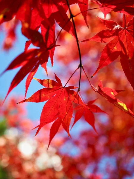 秋天枫叶景观背景 — 图库照片