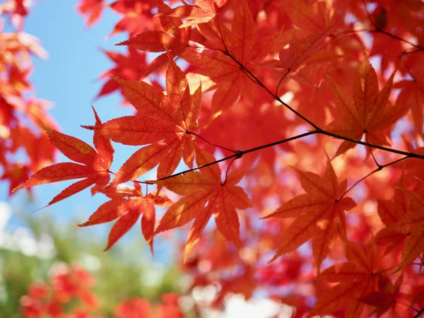 Podzimní Javorový List Krajina Pozadí — Stock fotografie