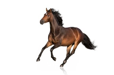 Bay horse  run free gallop isolated on white clipart