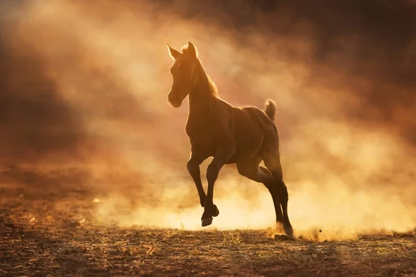 Potro Árabe Executar Galope Deserto Contra Luz Pôr Sol — Fotografia de Stock