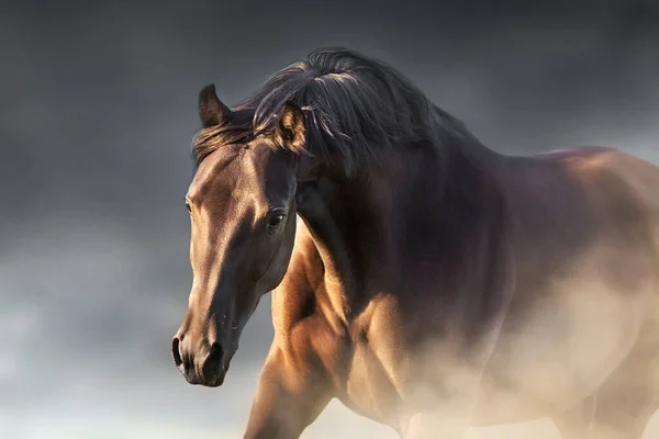 Black Horse Close Portrait Motion — Stock Photo, Image