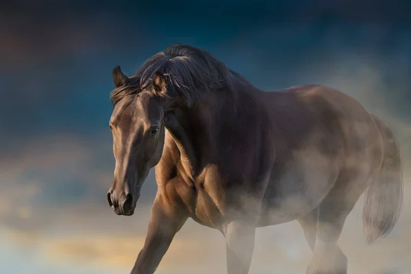 Czarny Koń Zbliżyć Portret Ruchu — Zdjęcie stockowe