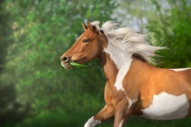 Uzun yeleli Pinto atı, dörtnala koş, yakından bak.