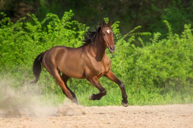 Bay aygırı dörtnala gidiyor.