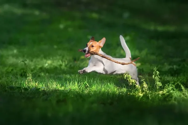 Boldog Aktív Fiatal Jack Russell Terrier Ugrás — Stock Fotó