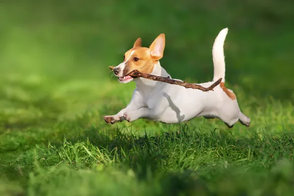 Jovem Ativo Feliz Jack Russell Terrier Salto — Fotografia de Stock