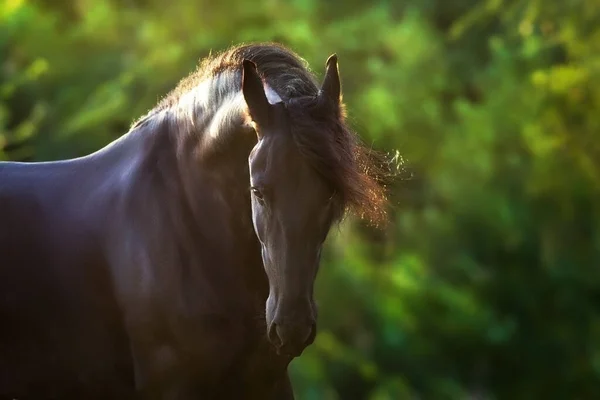 公園での馬のクローズアップ肖像画 — ストック写真
