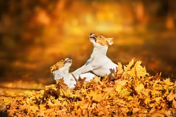 Jack Russel Perro Jugar Con Hojas Otoño Parque Otoño —  Fotos de Stock