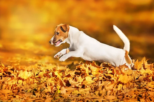 Jack Russel Pes Hrát Podzimním Listím Podzimním Parku — Stock fotografie