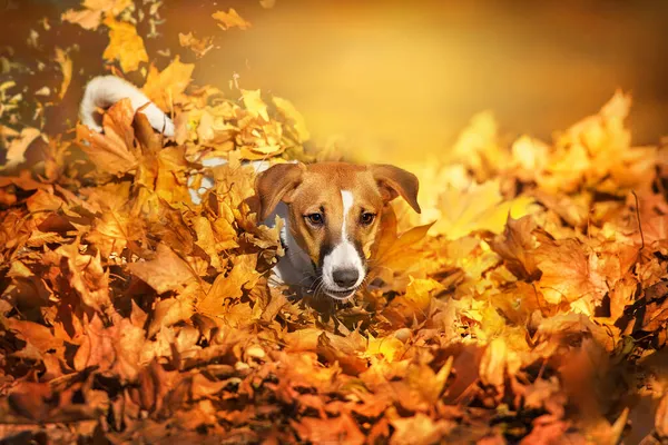 Jack Russel Pes Hrát Podzimním Listím Podzimním Parku — Stock fotografie