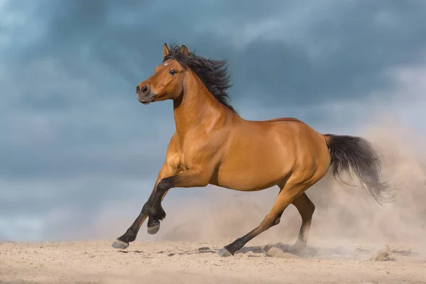 Bay Hutsul Cavalo Executar Galope Livre Areia — Fotografia de Stock