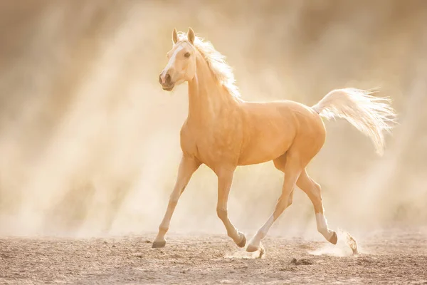 Kůň Volný Běh Slunci Poušti — Stock fotografie