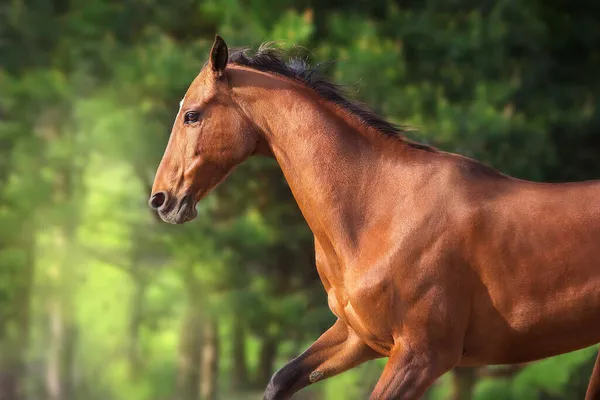 Bay Horse Portrait Motion Outdoor — Stock Photo, Image