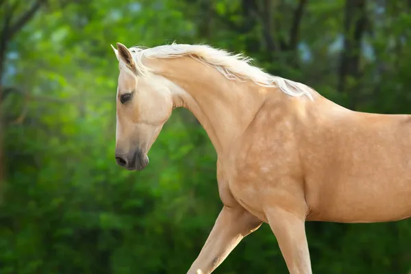 Cheval Cremello Avec Longue Crinière Libre Prairie Verte Portrait Rapproché — Photo