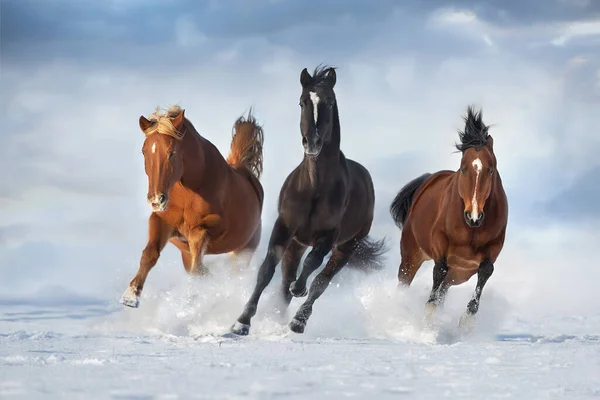 Hermosos Caballos Galopan Campo Nieve —  Fotos de Stock