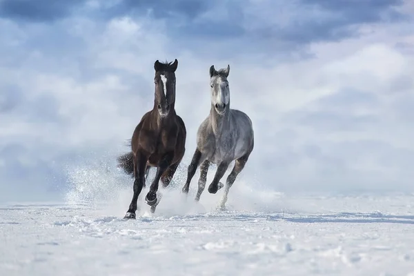 美しい馬は雪原でギャロップを実行します — ストック写真