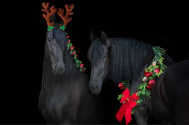İki Kara Frizya aygırı boynundaki Noel çelengiyle siyah arka planda yakın plan portresi 
