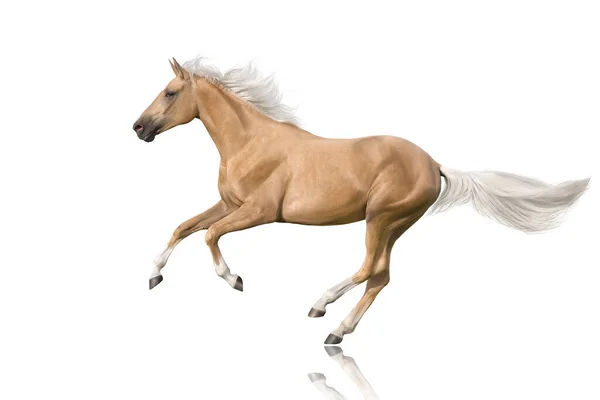 Palomino Paard Met Lange Manen Lopen Vrije Galop Geïsoleerd Witte — Stockfoto