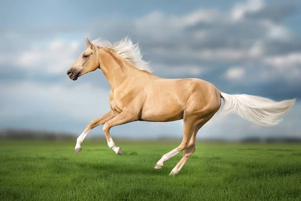 Cremello Cavalo Com Longa Crina Livre Correr Prado — Fotografia de Stock