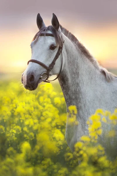 Grey Arabian Horse Portrait Rape Field Sunset Sky — Stock Photo, Image