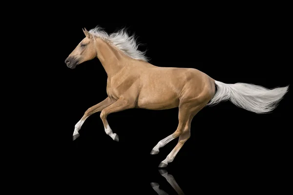 Palomino Häst Med Lång Mane Springa Fri Galopp Isolerad Svart — Stockfoto