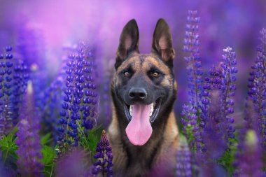 Malinois Lupin çiçek tarlasında çoban köpeği portresi