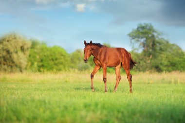 Körfez tayı yürüyor ve otlakta otluyor.