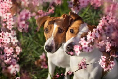 Pembe sakura çiçekli iki Jack Russel portresi