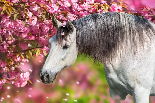 Портрет Белой Лошади Весеннем Розовом Цвете — стоковое фото