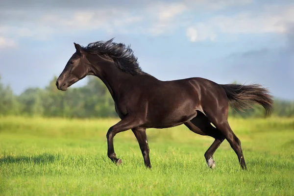 牧草地で黒い馬のフリーランギャロップ — ストック写真