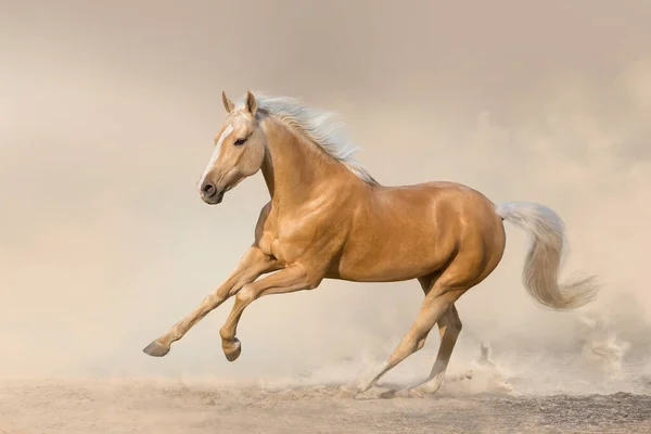 Horse Free Runt Desert Dust — Stock Photo, Image